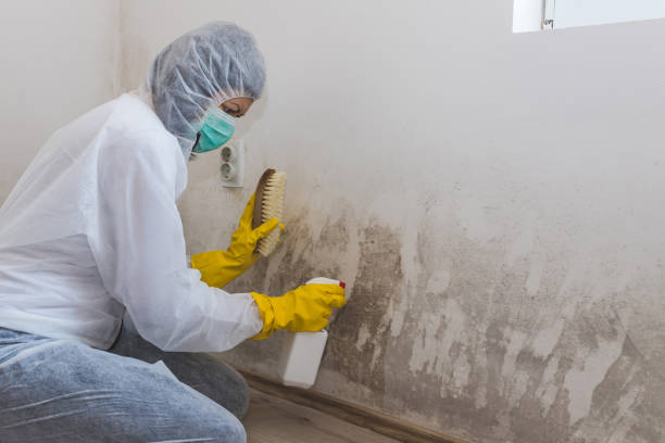 Office Mold Removal Services in Snoqualmie, WA