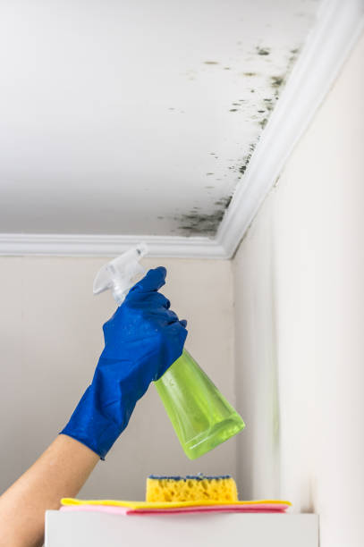 Home Mold Removal in Snoqualmie, WA